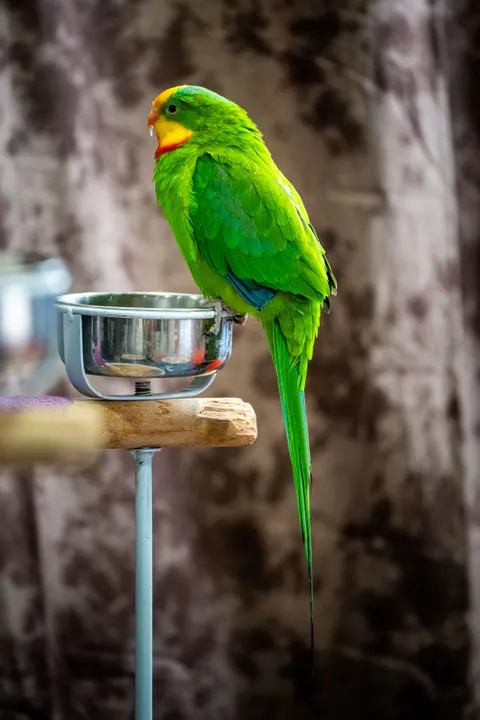 Parrot Phone Wallpaper · pets · 1440×2160