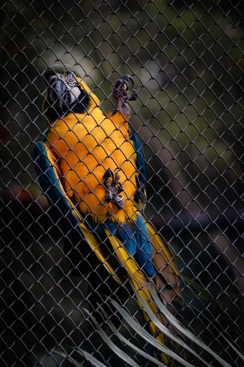 Parrot Phone Wallpaper · pets · 1440×2160