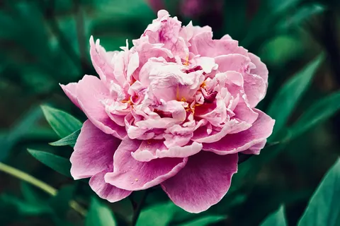 Sfondo Peonia 4K · flowers · 3840×2560