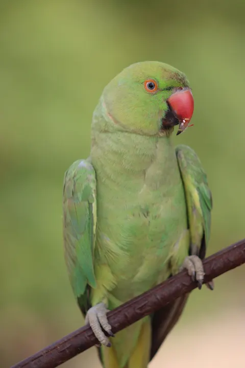 Parrot Phone Wallpaper · pets · 1440×2160