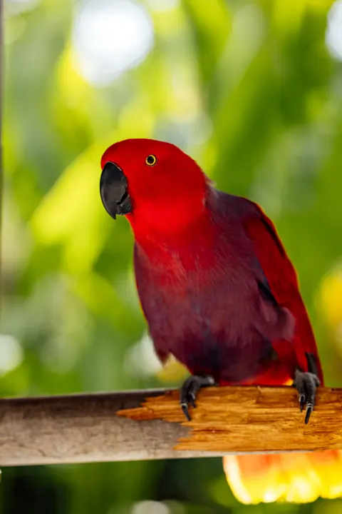 Parrot Phone Wallpaper · pets · 1440×2159