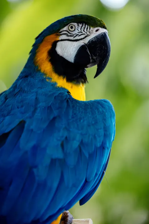 Parrot Phone Wallpaper · pets · 1440×2159