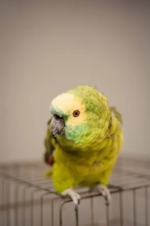 Parrot Phone Wallpaper · pets · 1440×2160