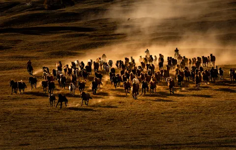 Sfondo Cavallo 4K · animals · 3840×2451