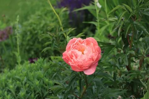 Sfondo Peonia 4K · flowers · 3840×2560