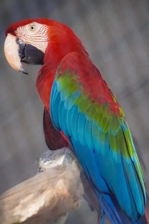 鹦鹉 手机壁纸 · pets · 1440×2160