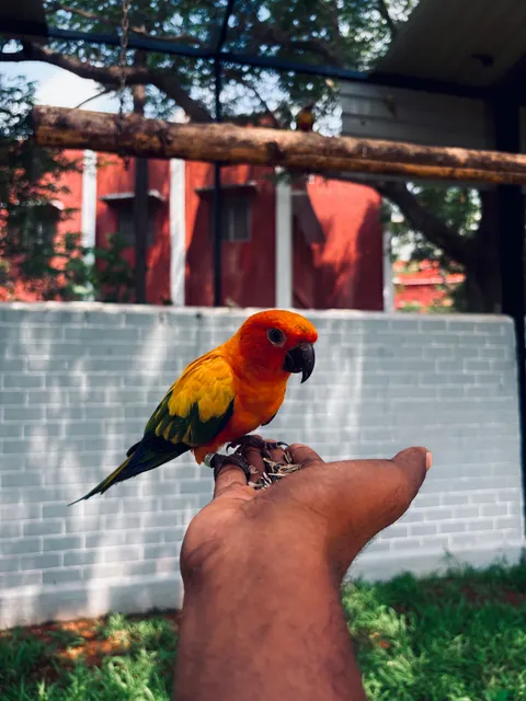 ببغاء خلفية للجوال · pets · 1440×1920