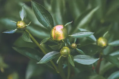 Tapeta Piwonia 4K · flowers · 3840×2560