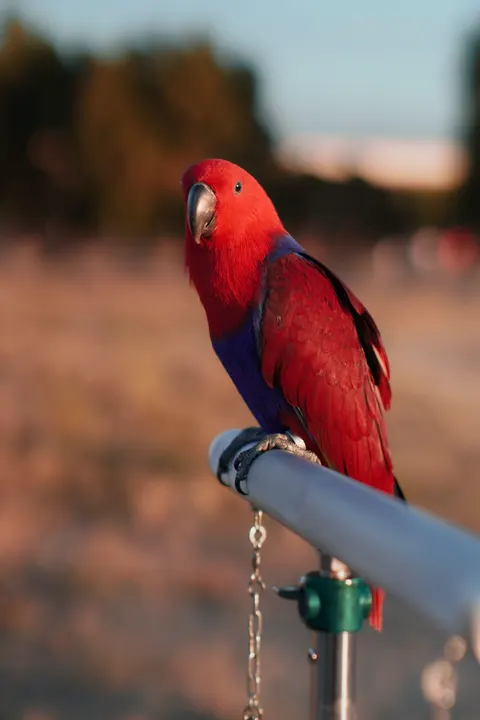Parrot Phone Wallpaper · pets · 1440×2160