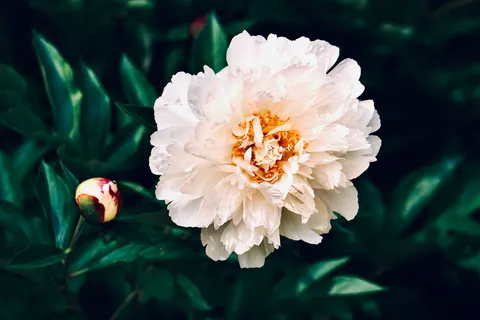 牡丹 4K桌布 · flowers · 3840×2560