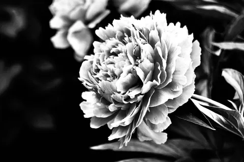 خلفية فاوانيا بدقة 4K · flowers · 3840×2560