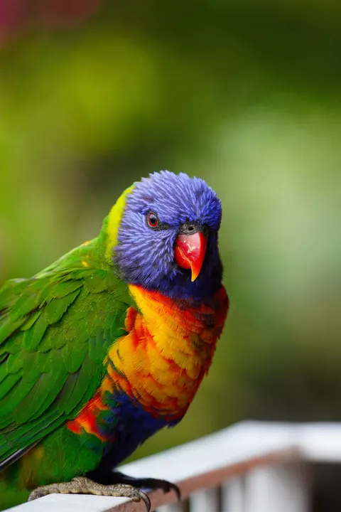 Parrot Phone Wallpaper · pets · 1440×2160