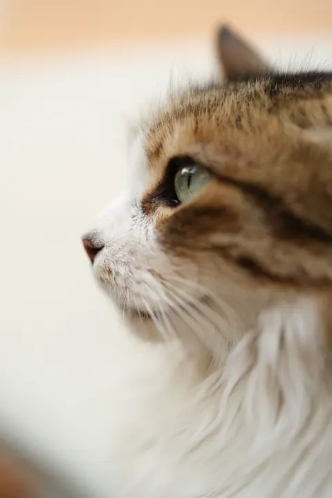 Cute Cat Phone Wallpaper · pets · 1440×2160