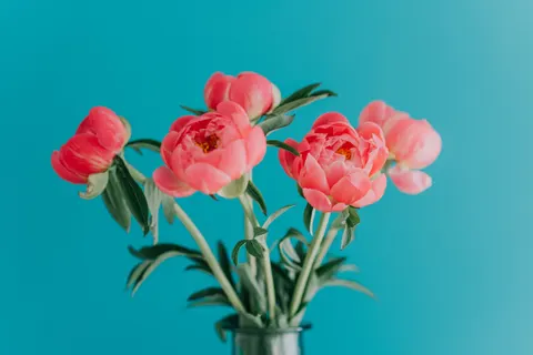 Sfondo Peonia 4K · flowers · 3840×2563