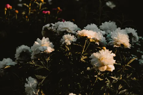 牡丹 4K桌布 · flowers · 3840×2560