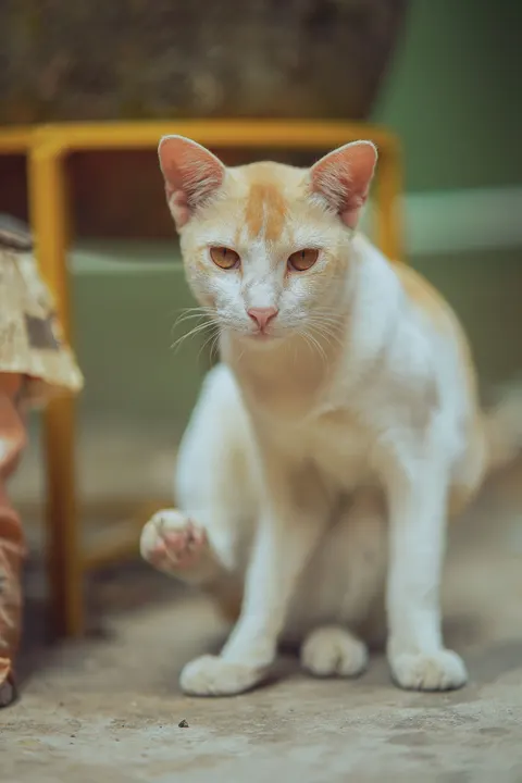 Cute Cat Phone Wallpaper · pets · 1440×2160