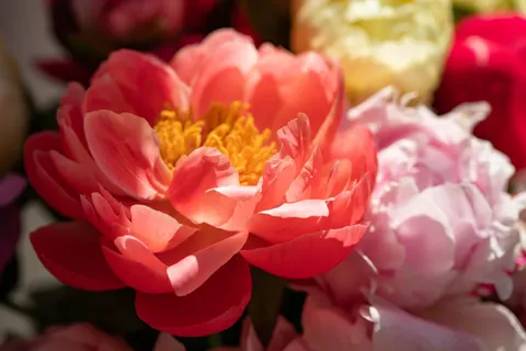 Hình nền Hoa mẫu đơn 4K · flowers · 3840×2560