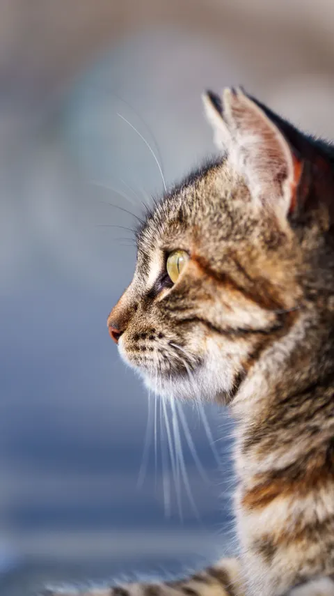 Cute Cat Phone Wallpaper · pets · 1440×2560