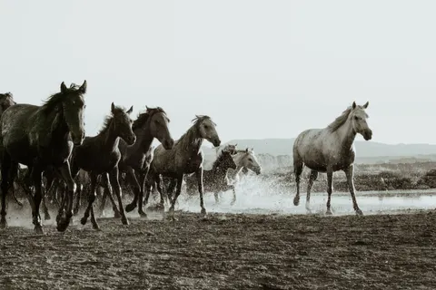 At 4K Duvar Kağıdı · animals · 3840×2560