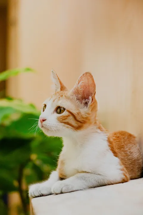Cute Cat Phone Wallpaper · pets · 1440×2160