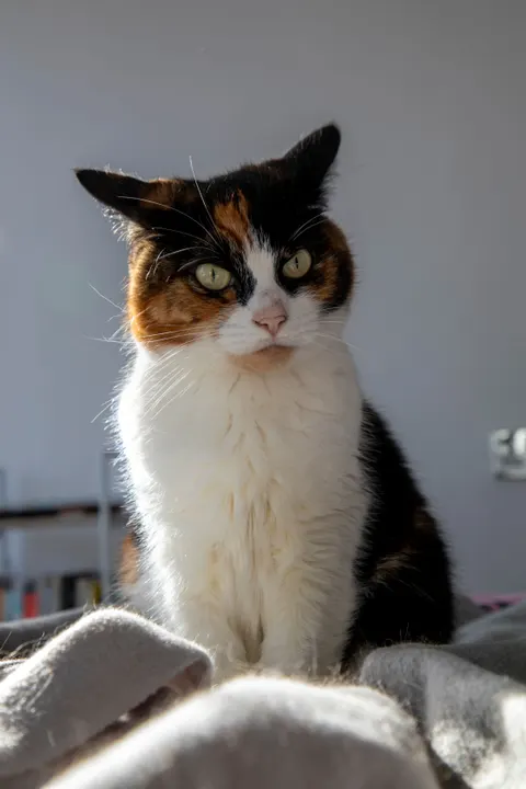 Cute Cat Phone Wallpaper · pets · 1440×2160