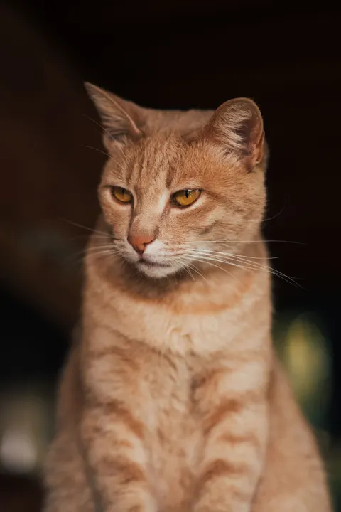 Cute Cat Phone Wallpaper · pets · 1440×2159