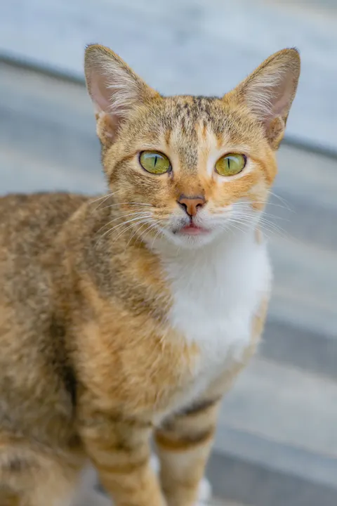 可爱猫咪 手机壁纸 · pets · 1440×2160