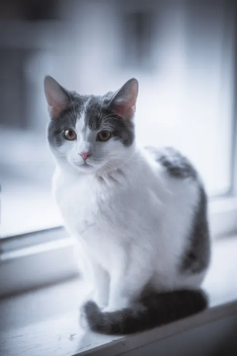 Cute Cat Phone Wallpaper · pets · 1440×2160