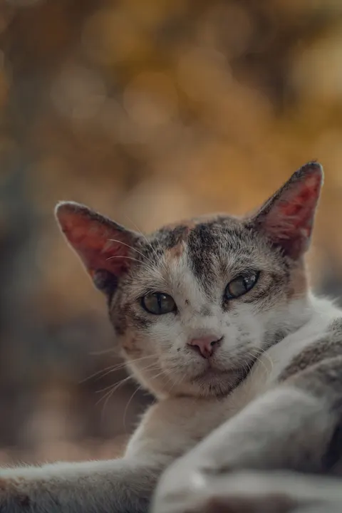 Cute Cat Phone Wallpaper · pets · 1440×2160