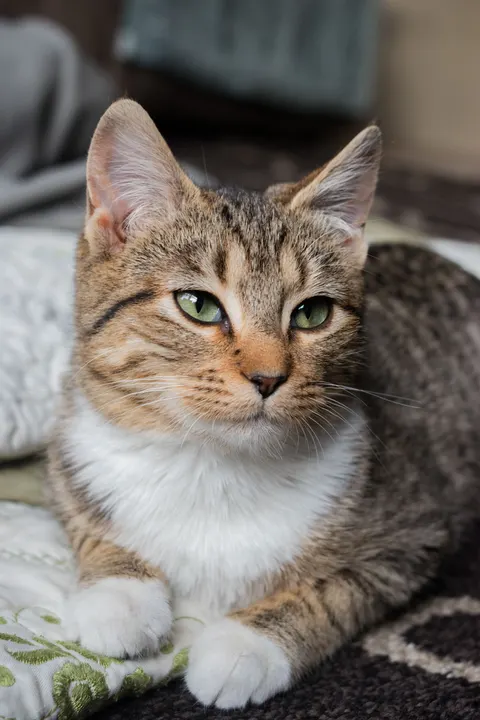 Cute Cat Phone Wallpaper · pets · 1440×2160