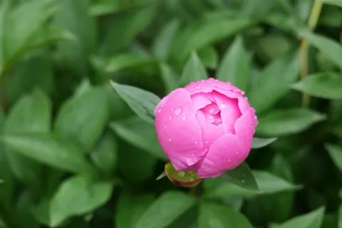 पियोनी 4K वॉलपेपर · flowers · 3840×2560