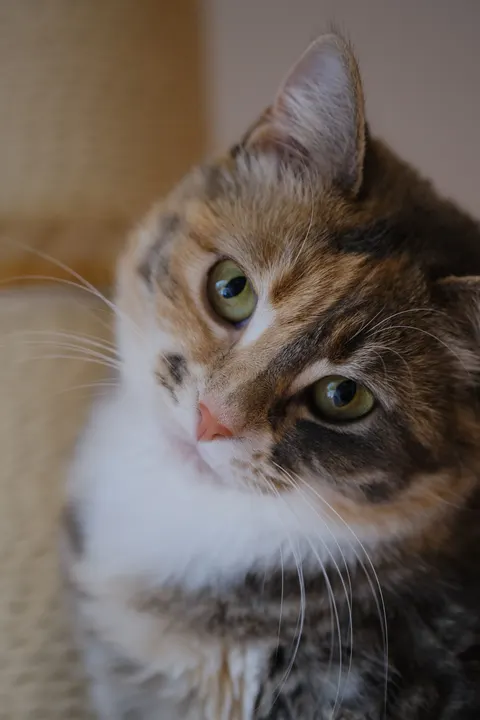 Cute Cat Phone Wallpaper · pets · 1440×2160