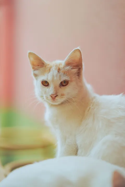 Fond d'écran mobile Chat Craquant · pets · 1440×2160