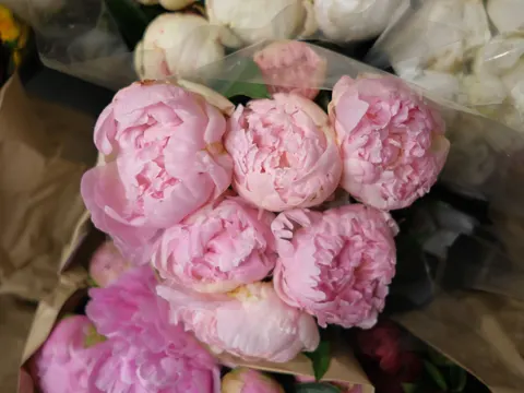 Peony 4K Wallpaper · flowers · 3840×2882