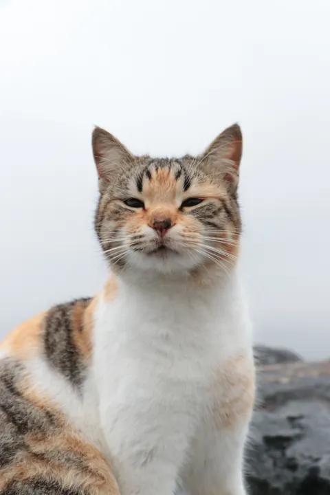 Cute Cat Phone Wallpaper · pets · 1440×2160