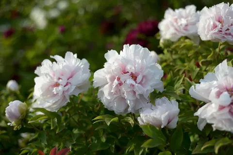 Tapeta Piwonia 4K · flowers · 3840×2563