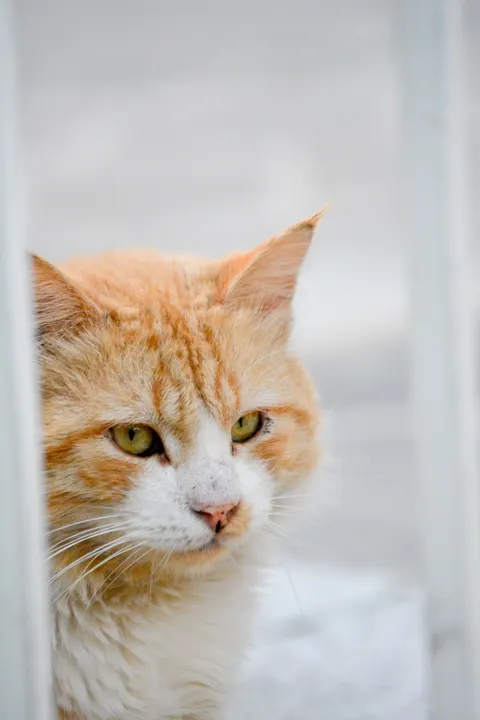 Cute Cat Phone Wallpaper · pets · 1440×2160