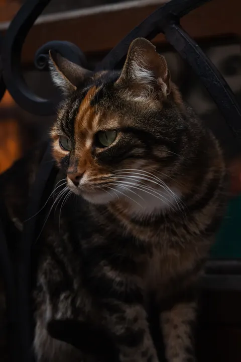 Cute Cat Phone Wallpaper · pets · 1440×2160