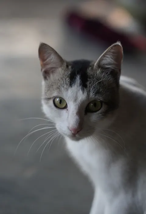 Cute Cat Phone Wallpaper · pets · 1440×2110