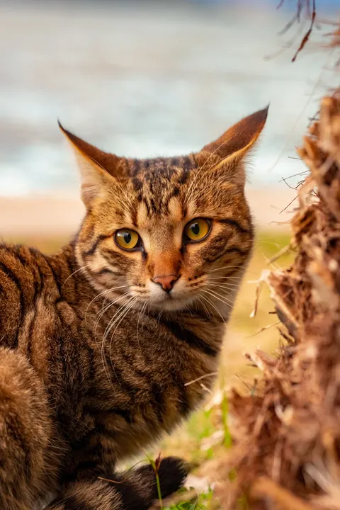Cute Cat Phone Wallpaper · pets · 1440×2160