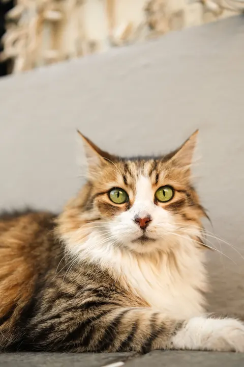 Cute Cat Phone Wallpaper · pets · 1440×2160