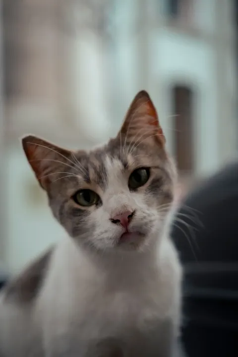 Cute Cat Phone Wallpaper · pets · 1440×2160
