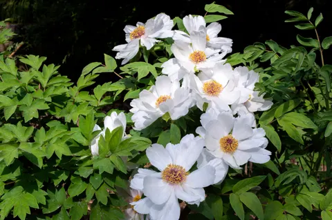 पियोनी 4K वॉलपेपर · flowers · 3840×2553