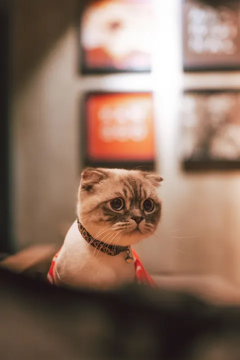 Cute Cat Phone Wallpaper · pets · 1440×2160