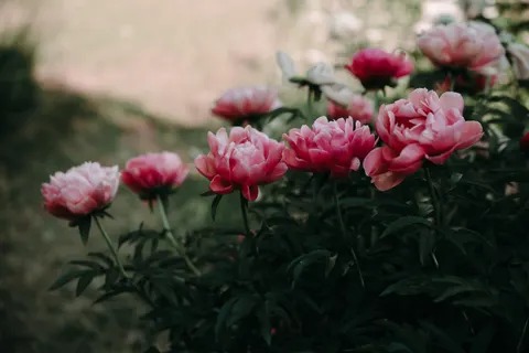 Обои Пион 4K · flowers · 3840×2560