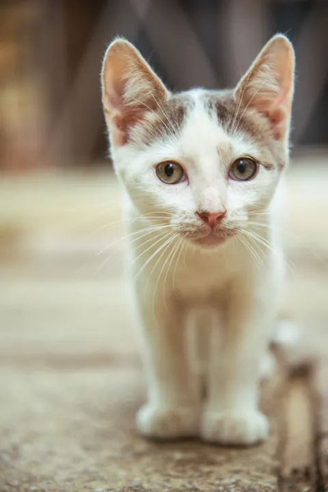 Cute Cat Phone Wallpaper · pets · 1440×2157