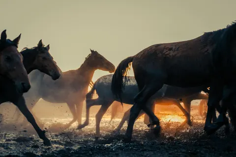 At 4K Duvar Kağıdı · animals · 3840×2560