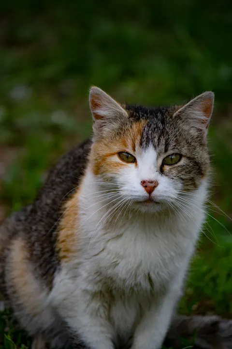 Cute Cat Phone Wallpaper · pets · 1440×2160
