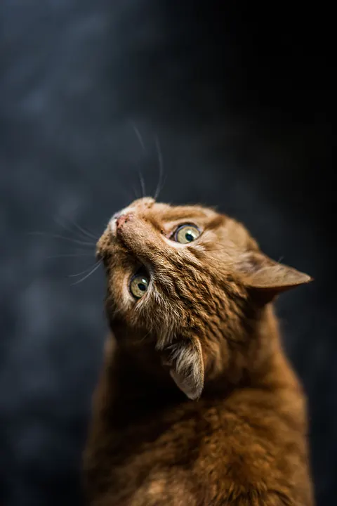 Cute Cat Phone Wallpaper · pets · 1440×2158