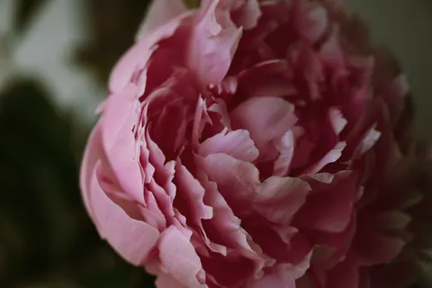 Fond d'écran Pivoine 4K · flowers · 3840×2563